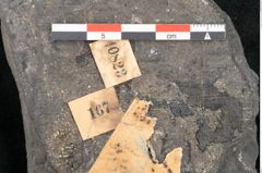 Foto (Detailansicht) von Alethopteris serlii Brongniart (NHMW-GEO-2024-0188-10823)